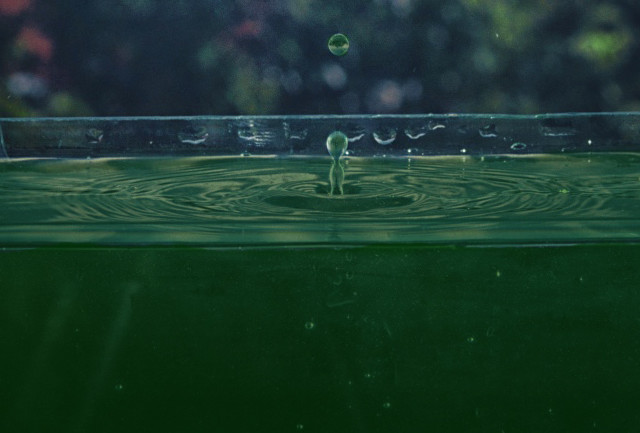 harvest fresh spirulina from your tank