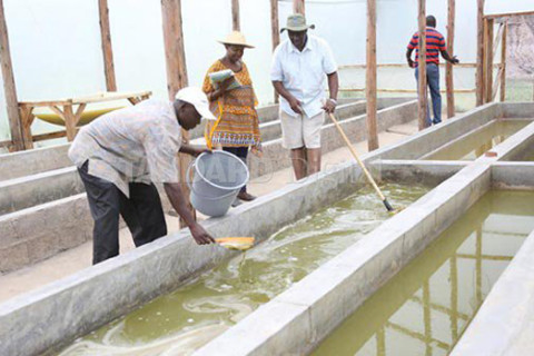 A Medicinal Spirulina Farm to boost immunity of patients in Kenya